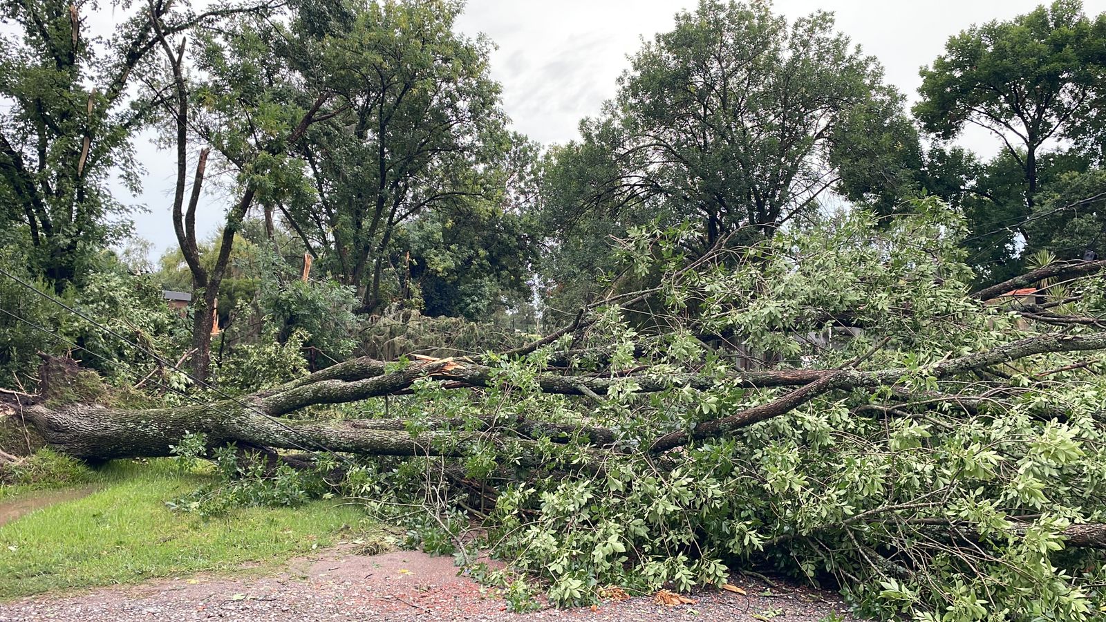 Temporal en Funes: árbol cayó en una línea de media tensión y dejó sin luz a la zona oeste